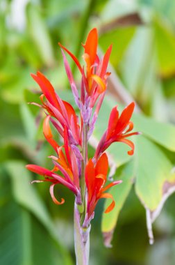 yemyeşil yeşil yaprakları ve kırmızı çiçekler