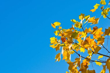 ağaç dalları gök üzerinde sarı sonbahar yaprakları