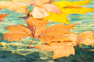 güneş ışığı altında temiz su üzerinde sarı sonbahar yaprakları