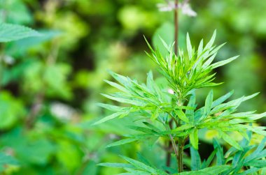 yemyeşil yeşil bitki yaprakları, portre