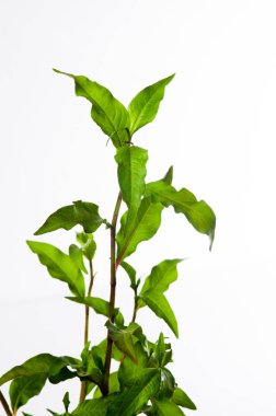 Beyaz arka plan üzerinde gür yeşil yaprakları ile bitki