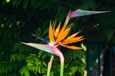iki çiçek açan çiçekler, closeup çekim vinç
