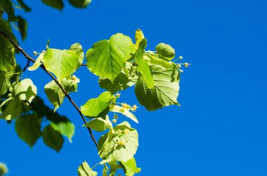 parlak güneş ışığı altında yemyeşil yeşil yaprakları