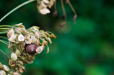 kök tohumları ve salyangoz, closeup ile bina