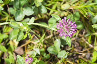 yonca çiçek parlak güneş ışığı altında Üstten Görünüm