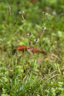 bitki sapları güneş ışığı altında görüntüsünü kapatmak