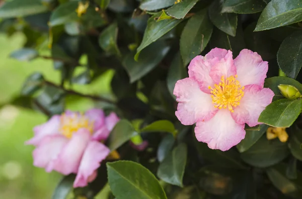 緑のブッシュに咲くピンクの花 — ストック写真