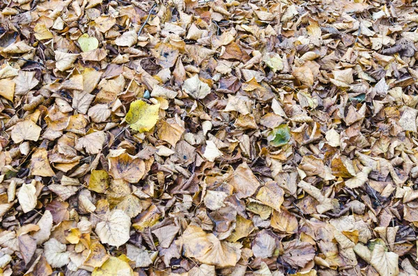 Yere Düşen Kuru Sonbahar Yaprakları — Stok fotoğraf