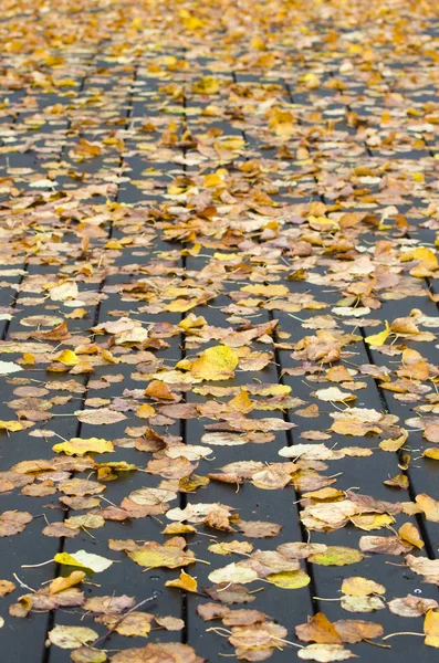 Yellow Fallen Leaves Pavement Autumn Scene — Stock Photo, Image