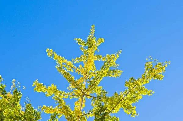 Квітучі Гілки Дерева Пишними Жовтими Квітами Небі — стокове фото