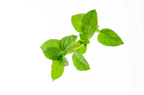Twig Green Leaves Isolated White Background — Stock Photo, Image