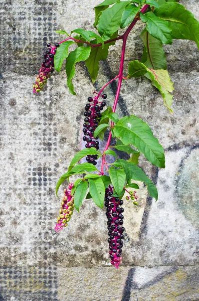 Kvist Med Gröna Blad Och Små Bär — Stockfoto