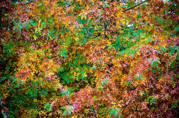 Exuberante Folhagem Outonal Verde Laranja Árvore — Fotografia de Stock