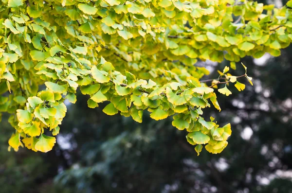 Branches Arbres Éclairées Par Soleil Avec Des Feuilles Vertes Luxuriantes — Photo
