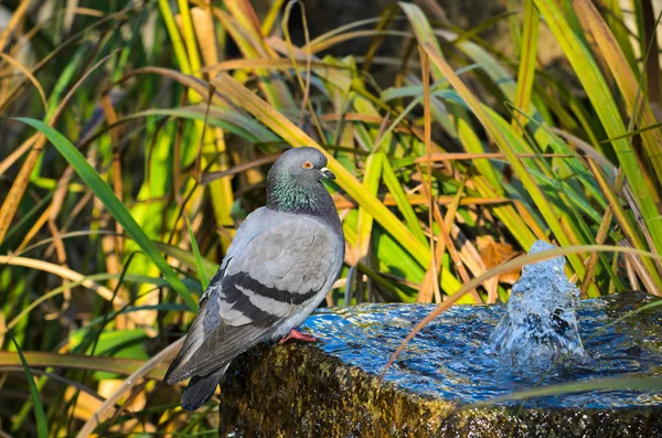 Duva Sittande Vatten Dricksvattenfontän — Stockfoto