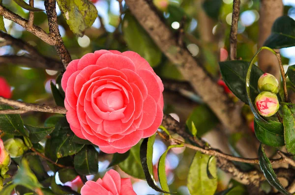 Close Shot Van Roze Bloem Bush — Stockfoto