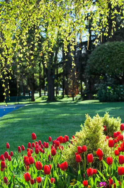 Tulipanes Rojos Floreciendo Parque Con Vegetación —  Fotos de Stock