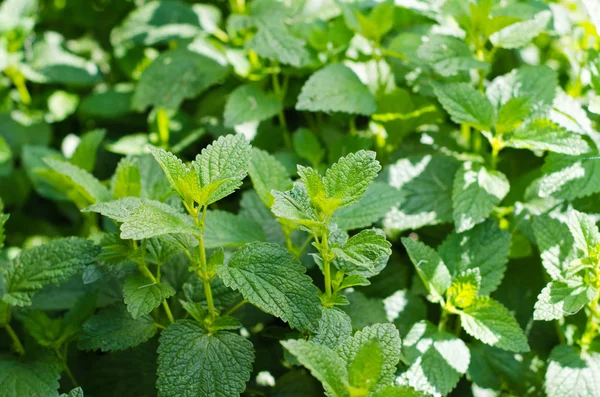 Lush Green Mint Plants Bright Sunlight — Stock Photo, Image