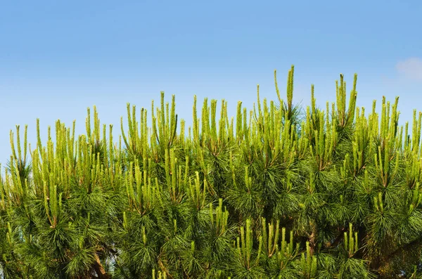 Boom Van Pijnboomtakken Met Blauwe Lucht — Stockfoto