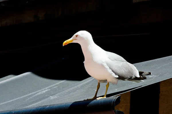 Close Shot Van Zeemeeuw Fel Zonlicht — Stockfoto