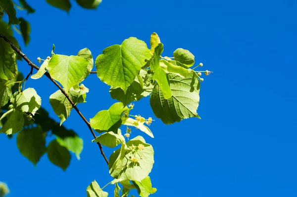 Foglie Verdi Lussureggianti Alla Luce Del Sole — Foto Stock