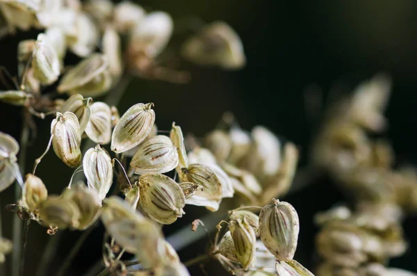 Close Shot Plant Stems Seeds — Stock Photo, Image