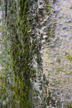 eski ağaç kabuğu, yakından atış