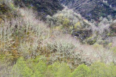 yeşil bitkiler tepe üzerinde çeşitli