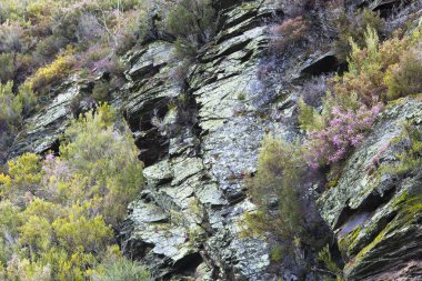 kayalar ve çeşitli dağlık bitkilerin yıpranmış