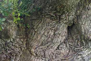 Ağaç kabuğu yüzey, yakından atış