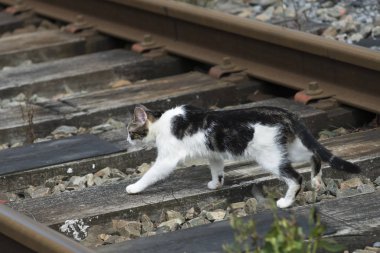 Benekli kedi demiryolu üzerinde gizlice