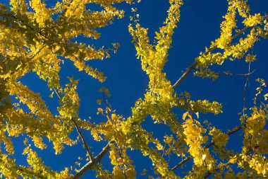 gökyüzünde çiçek Sarı çiçekli ağaç dalları