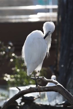 parlak güneş ışığı altında güzel beyaz kuş