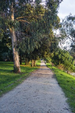 Perspektif Görünümü yolun yeşil park azalan