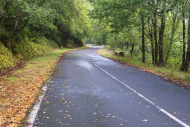 gür yeşilliklerle çevrili ıslak dolambaçlı yol