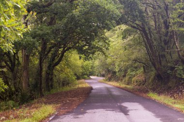 gür yeşilliklerle çevrili yağmur yol sonra ıslak