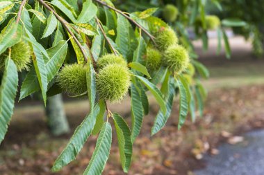 tüylü yeşil kestane ağaç dalları yaprakları ile üzerinde