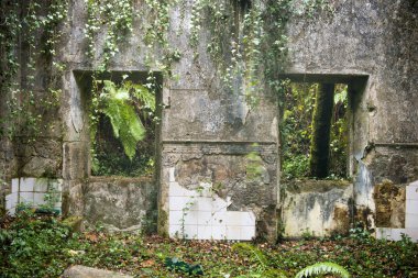 eski terk edilmiş binada duvar yeşillikler ile