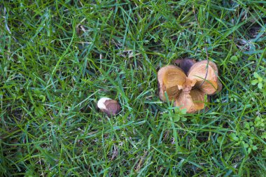 yemyeşil yeşil çim yenilebilir kestane