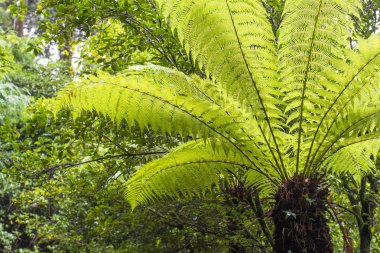 palmiye ağacı görünümünü parlak sunlights yaprakları