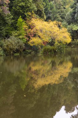 Sarı ve yeşil foliaged bitkiler ve ağaçlar Gölü su üzerinde