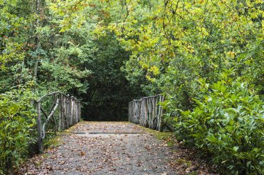 merdiven girişine gür yeşilliklerle kaplı