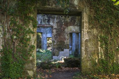 terk edilmiş bina cephe içinde yeşilliklerle kaplı