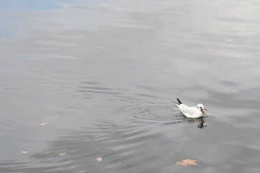 Beyaz martı su ile sonbahar yaprakları