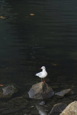 martı kaya sakinleştirmek deniz suyu tarafından