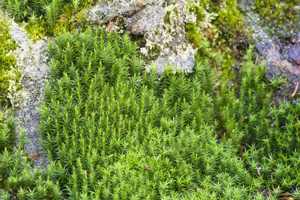 石に成長している緑豊かな緑の小枝 — ストック写真
