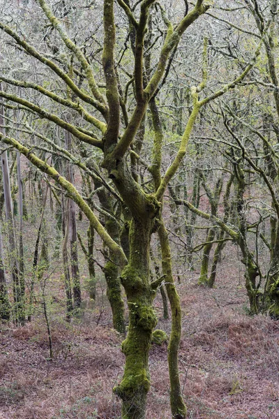 Vue Des Arbres Écumeux Verts Dans Forêt — Photo