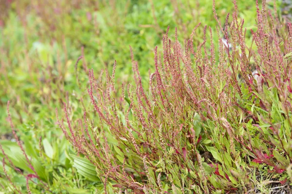 绿草与红色小花 — 图库照片