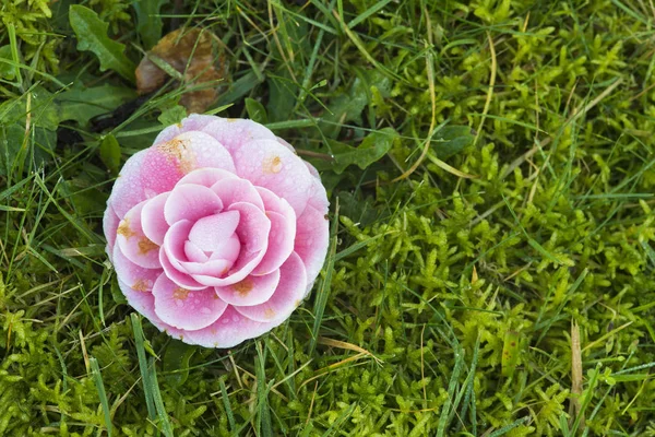 Top View Pink Flower Green Grass — Stock Photo, Image