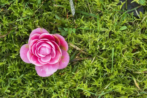 Top View Pink Flower Green Grass — Stock Photo, Image